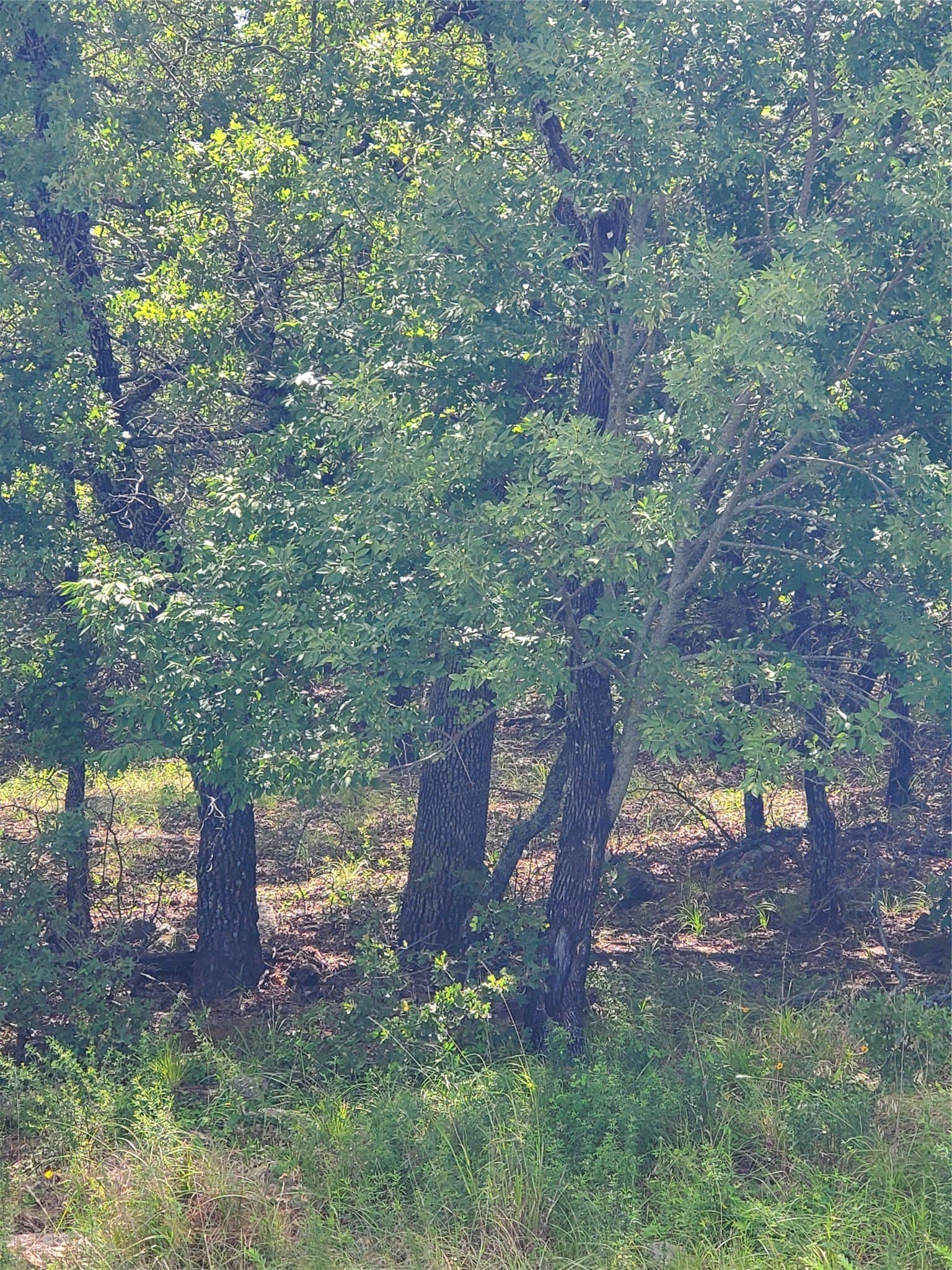 2.01 acres in Montague County - photo 12