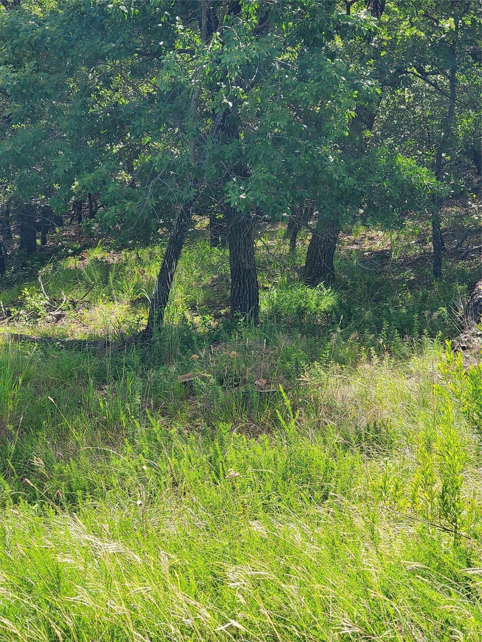 2.01 acres in Montague County - photo 6