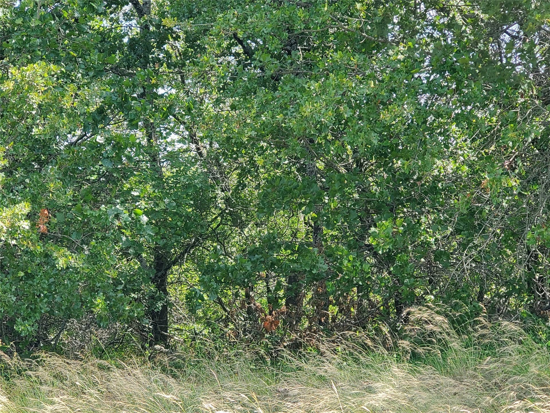 2.01 acres in Montague County - photo 8