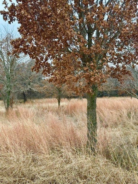 30.47 acres in Wise County