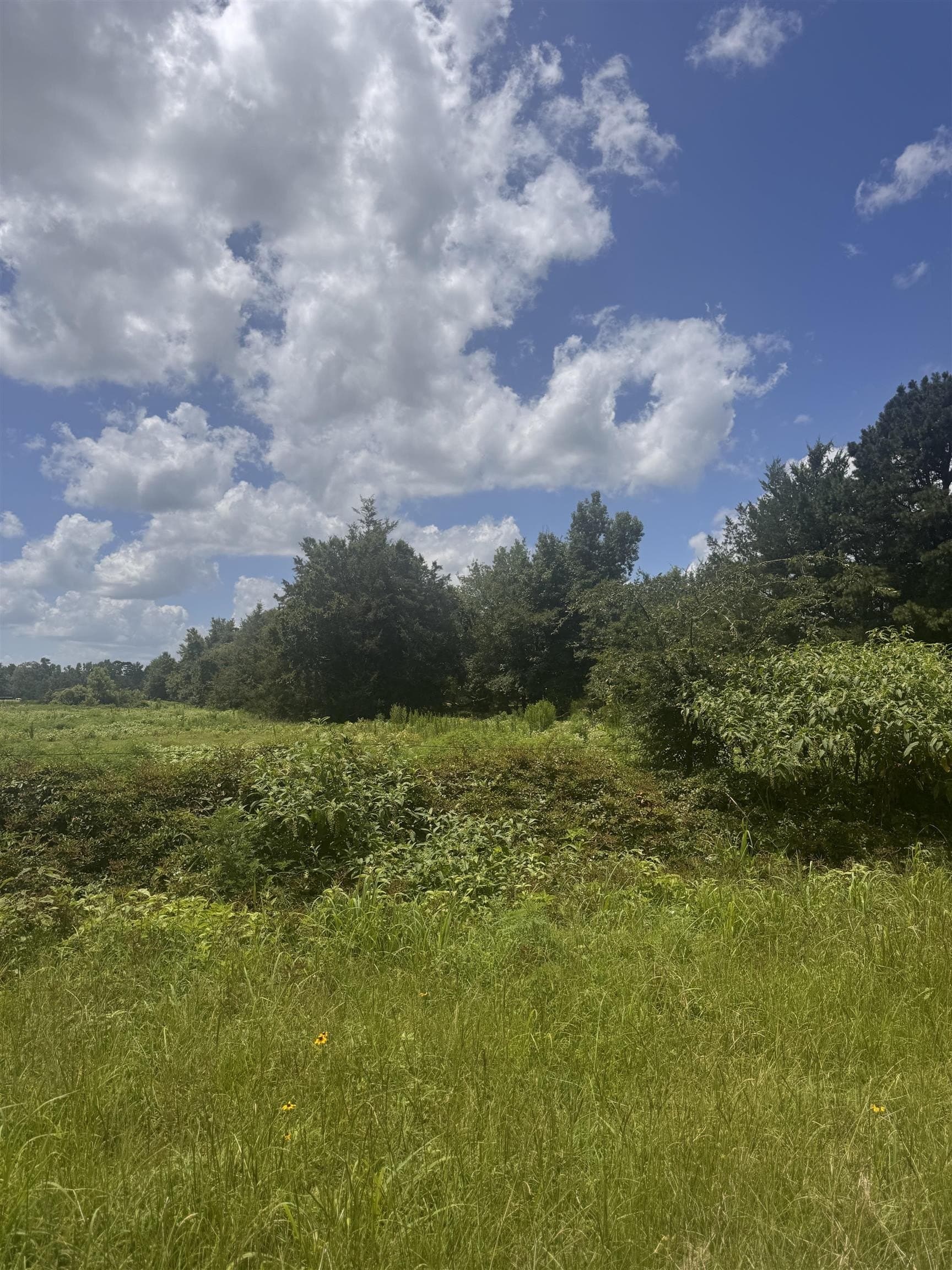 2.5 acres in Camp County gallery image 3