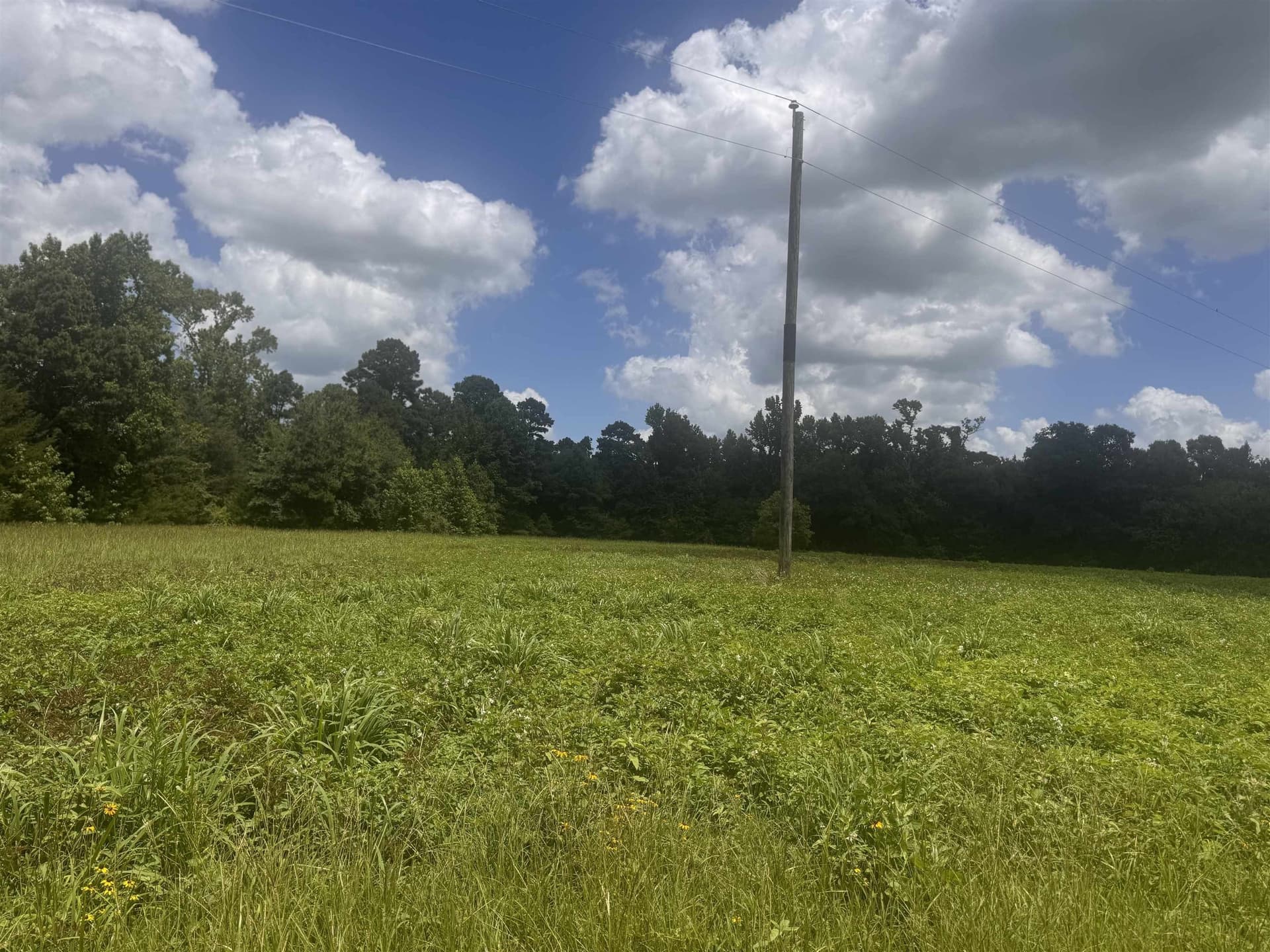 2.5 acres in Camp County gallery image 2