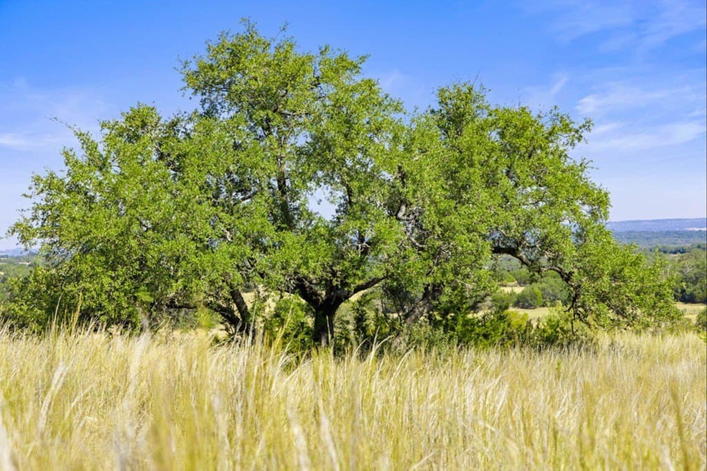 7.22 acres in Blanco County - photo 20