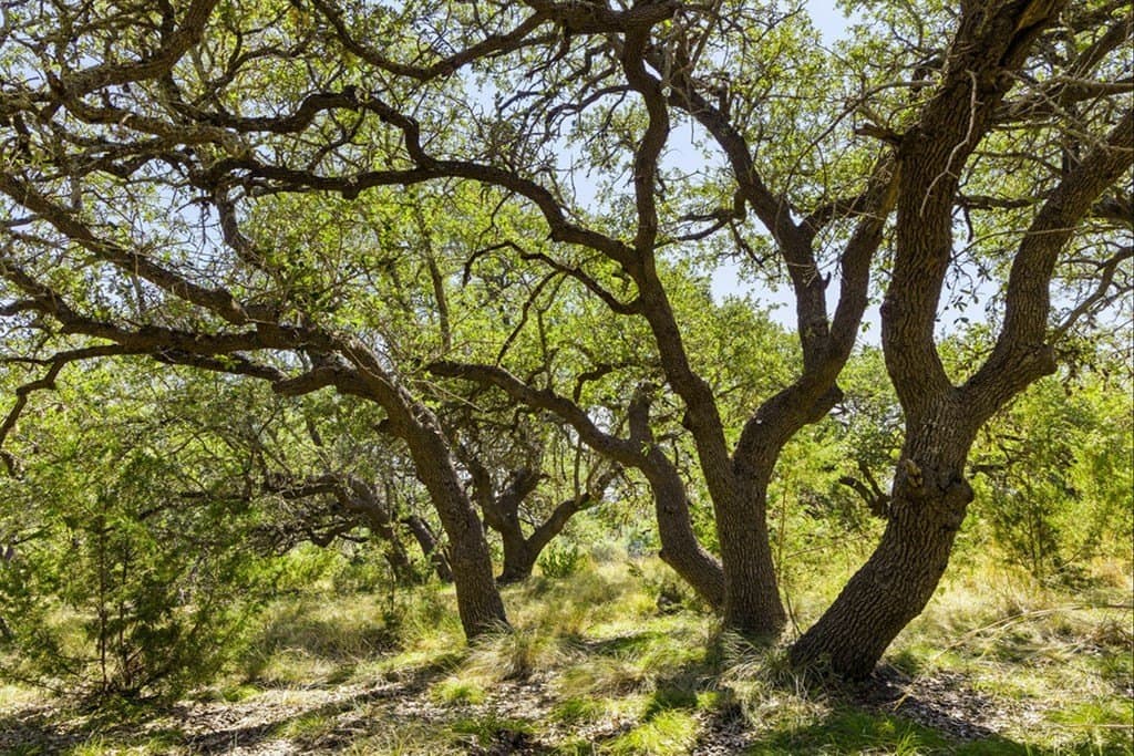 7.22 acres in Blanco County - photo 26