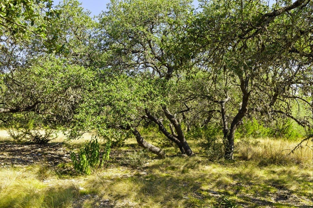 7.22 acres in Blanco County - photo 27