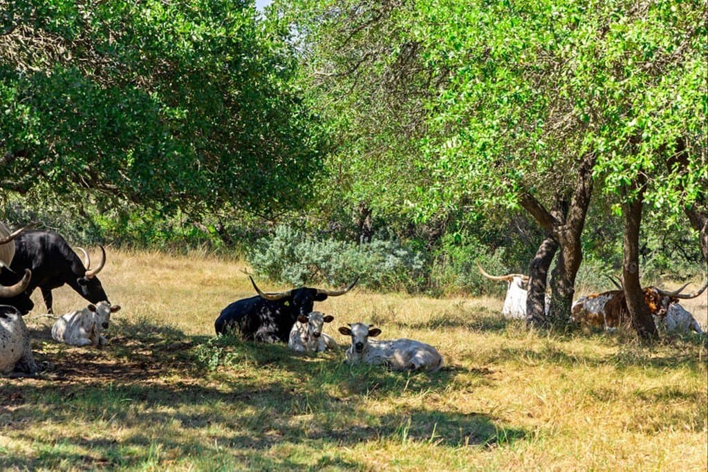 7.22 acres in Blanco County - photo 29