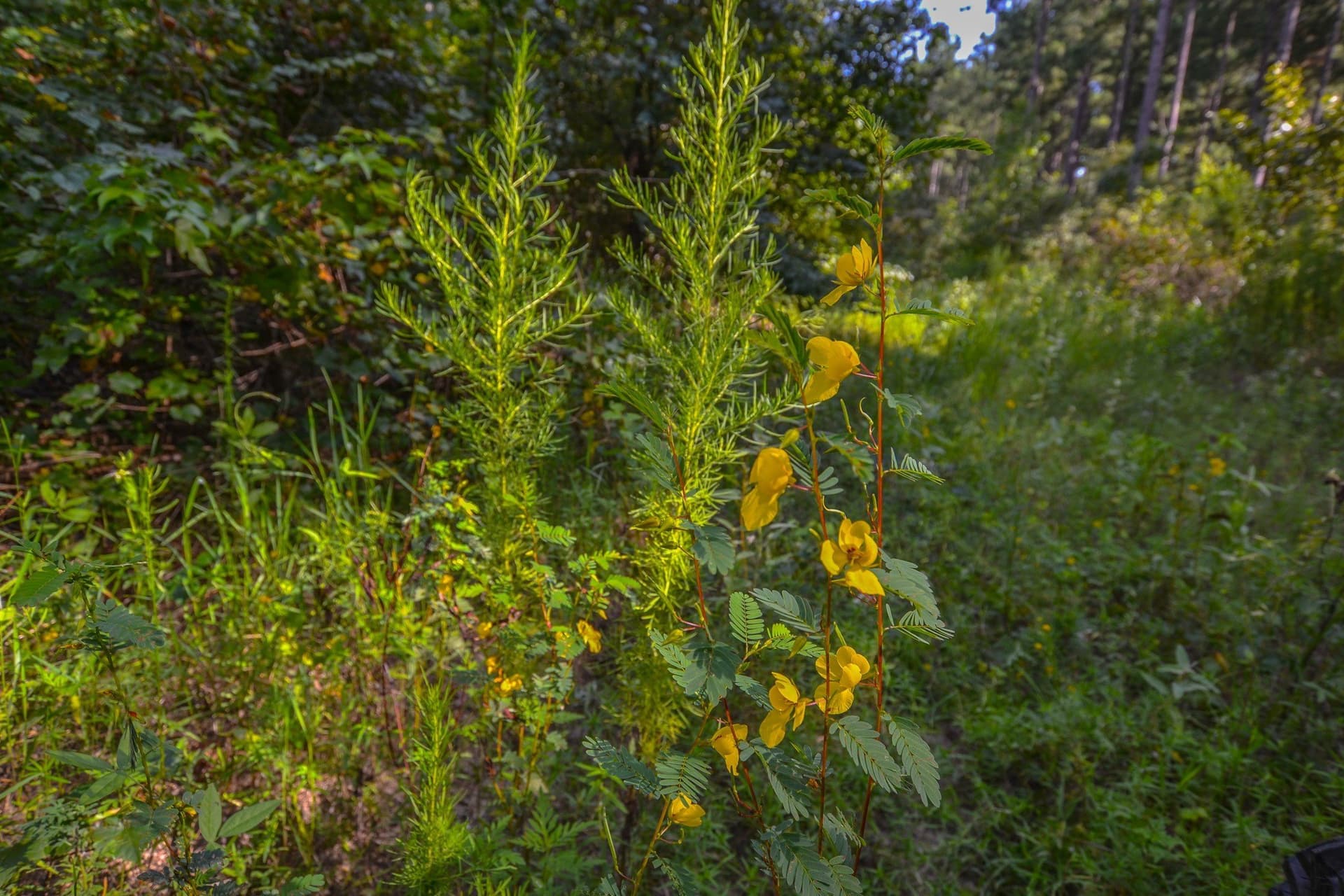 30 acres in Henderson County - photo 5