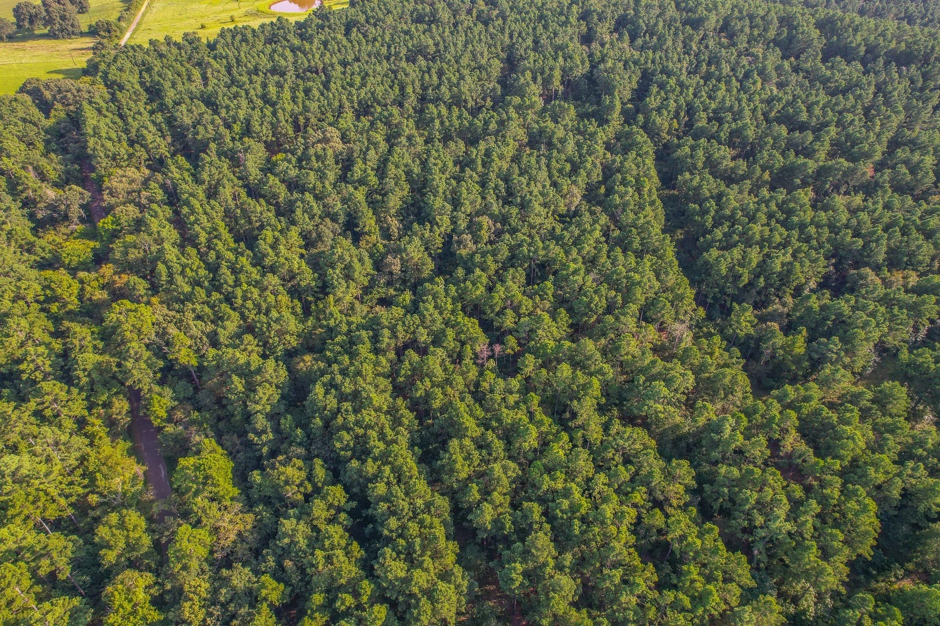 30 acres in Henderson County - photo 2