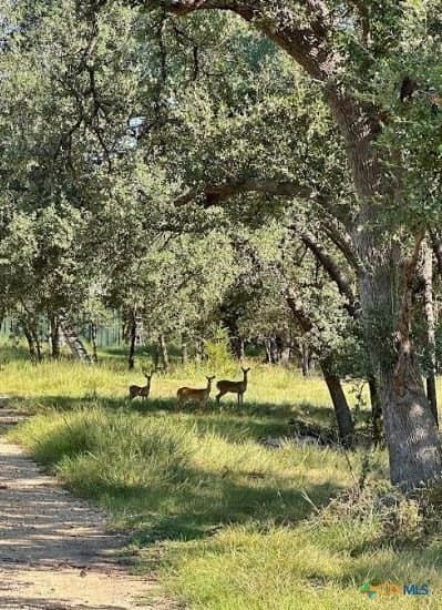 27.18 acres in Bell County - photo 8