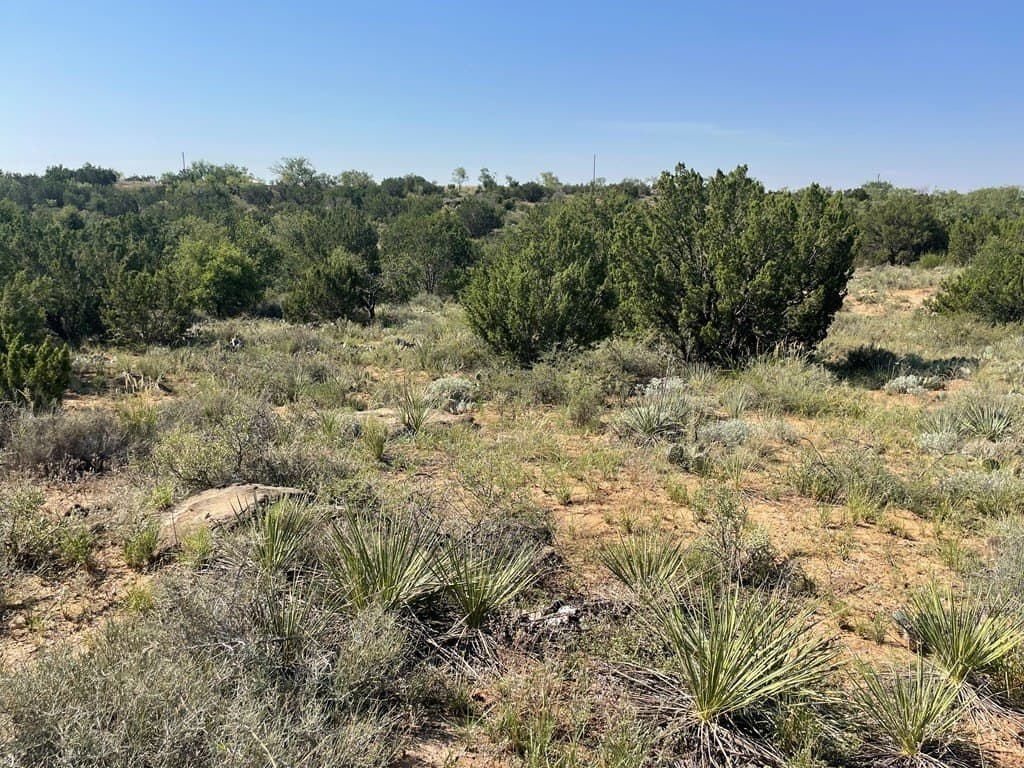 69.72 acres in Scurry County gallery image 4