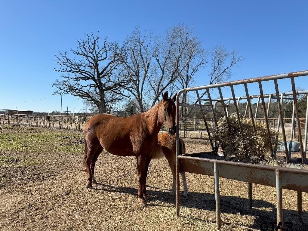91.3 acres in Van Zandt County - photo 12