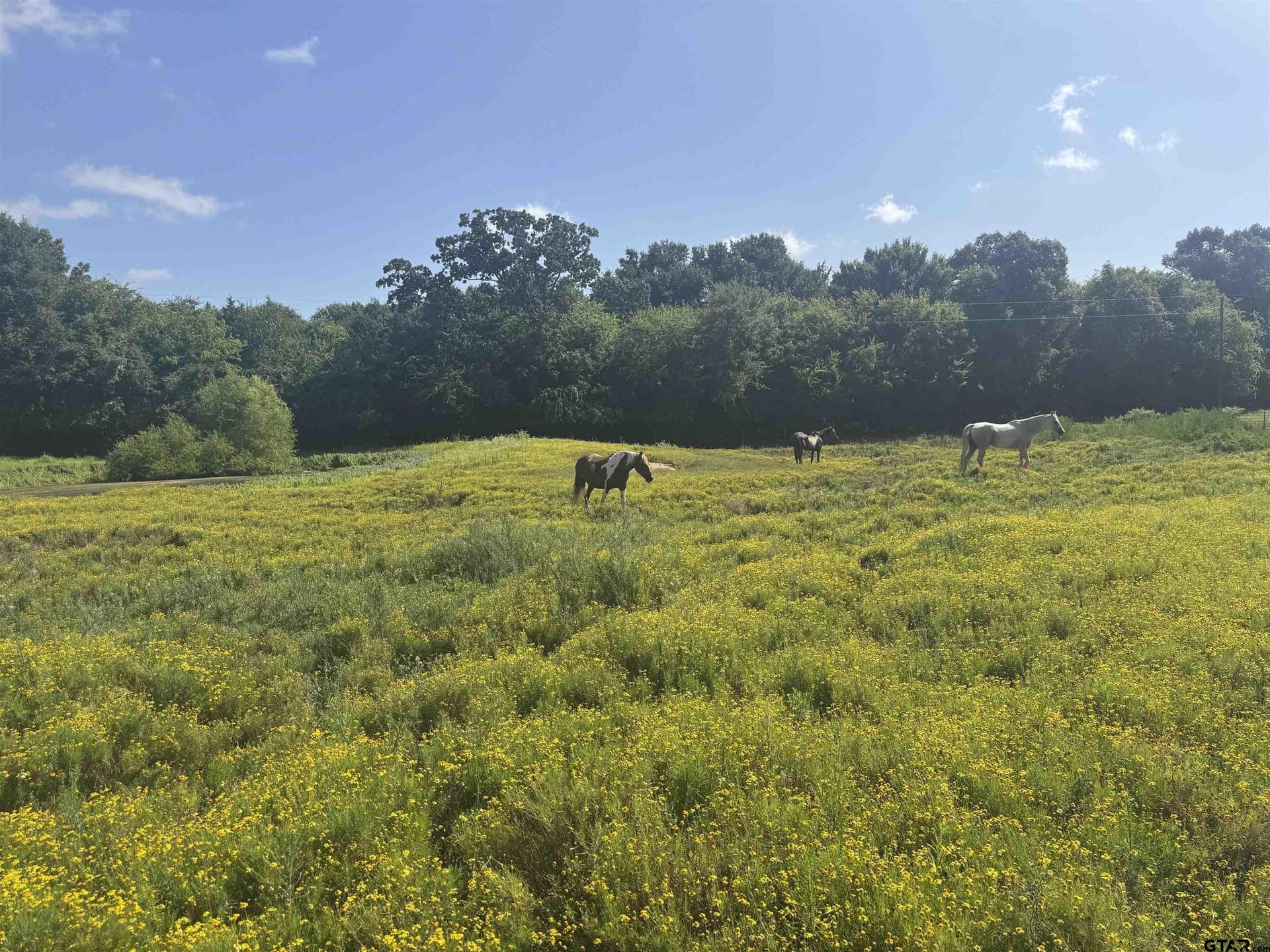 91.3 acres in Van Zandt County - photo 23