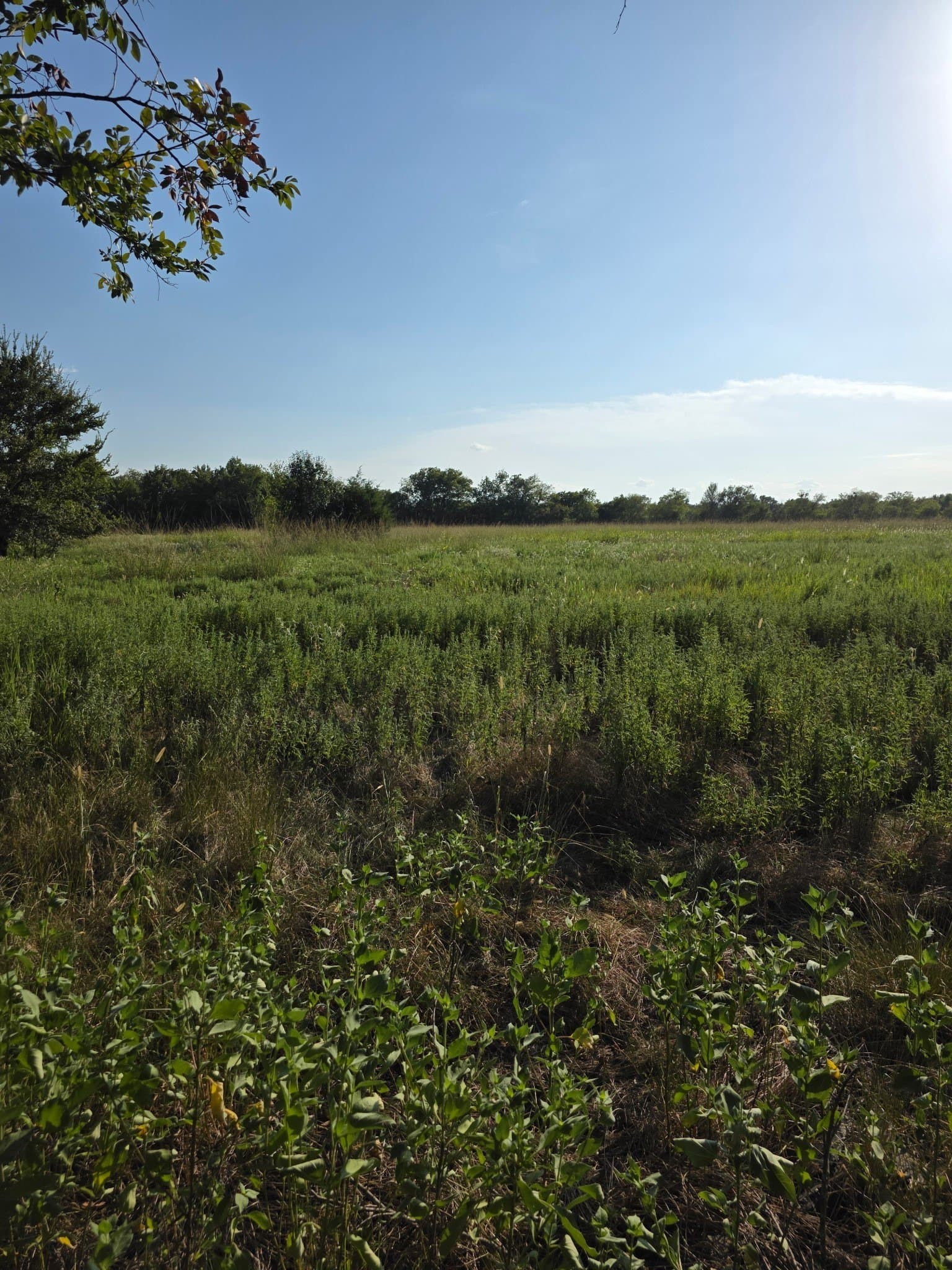 6.24 acres in Limestone County - photo 4