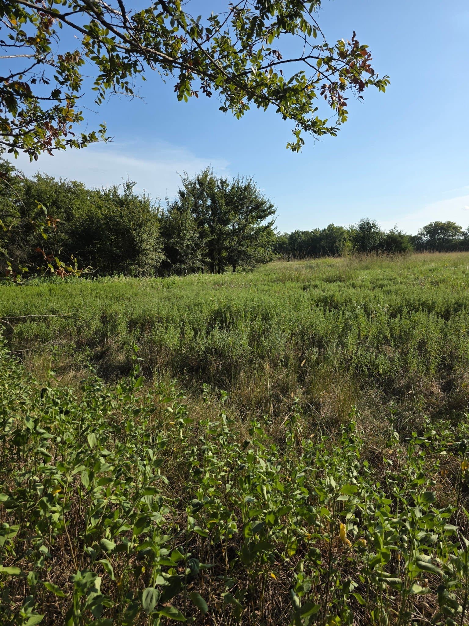 6.24 acres in Limestone County - photo 3