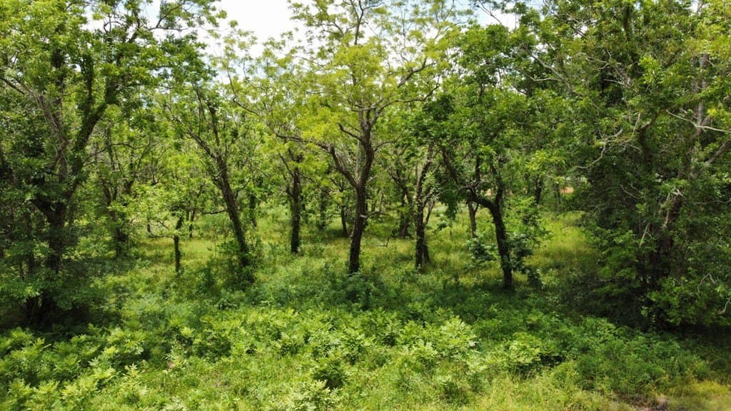 2.14 acres in Angleton County - photo 8