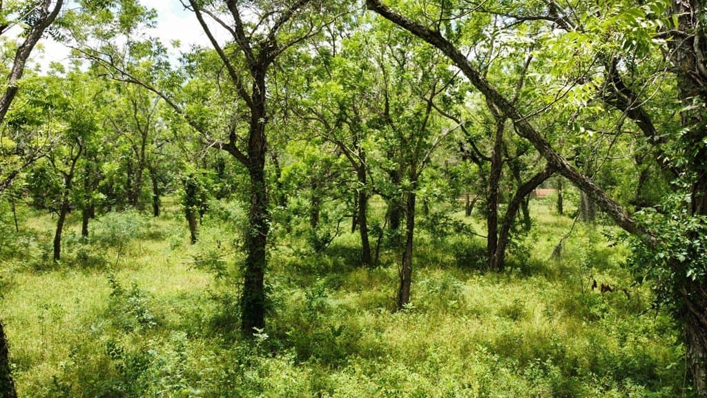 2.14 acres in Angleton County - photo 9