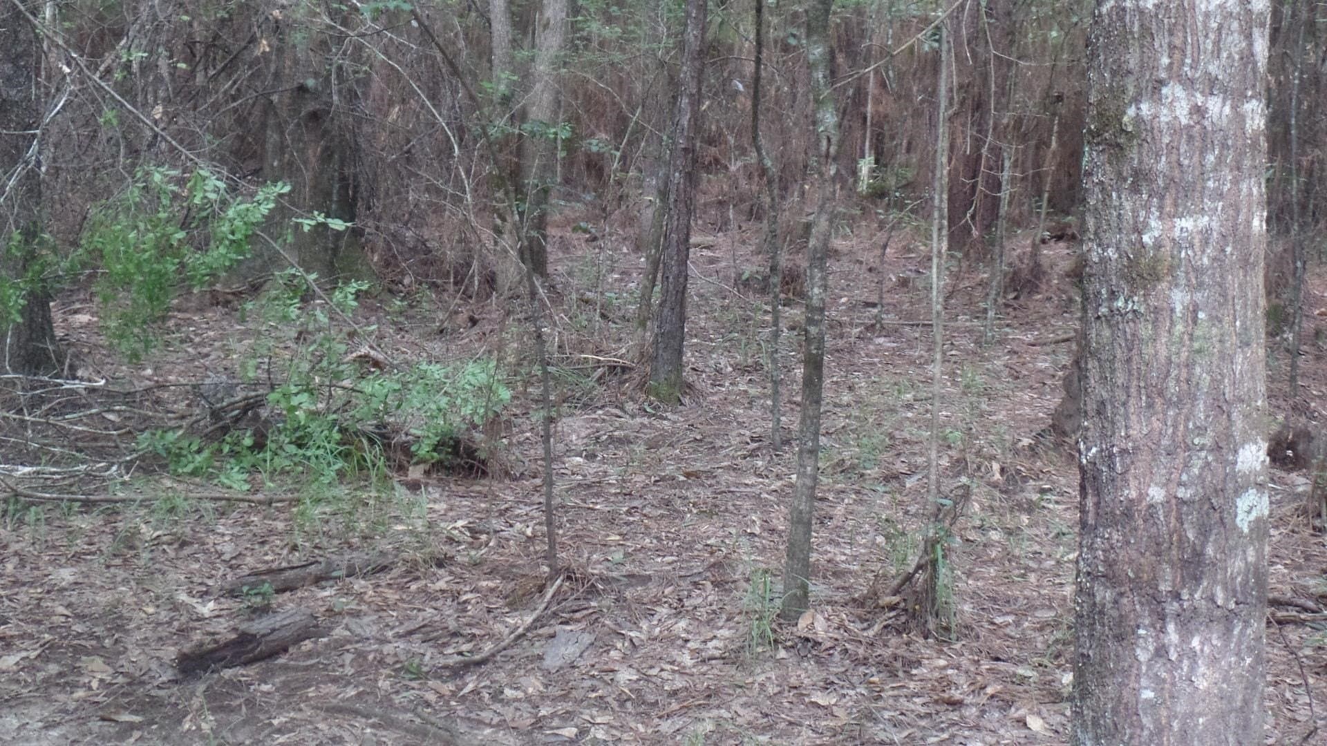 38.65 acres in Texas County - photo 19