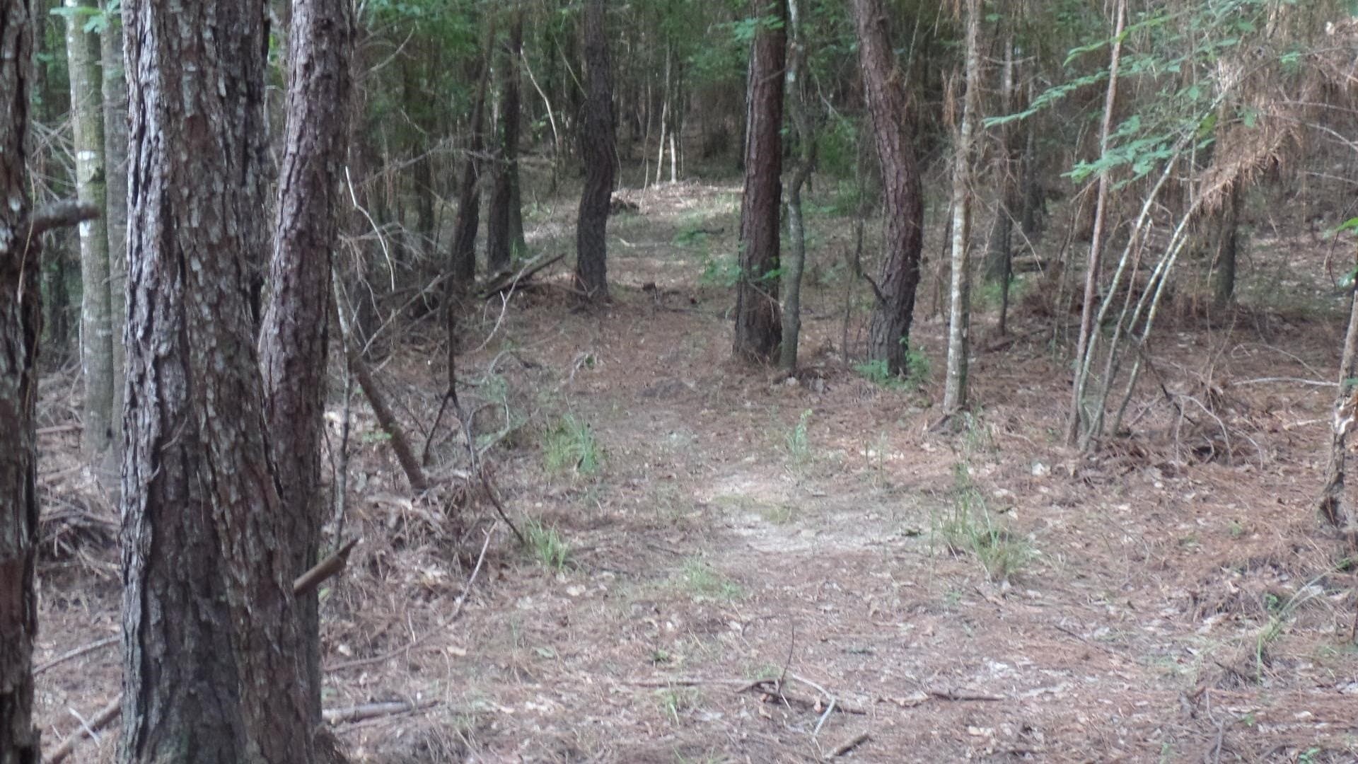 38.65 acres in Texas County - photo 15