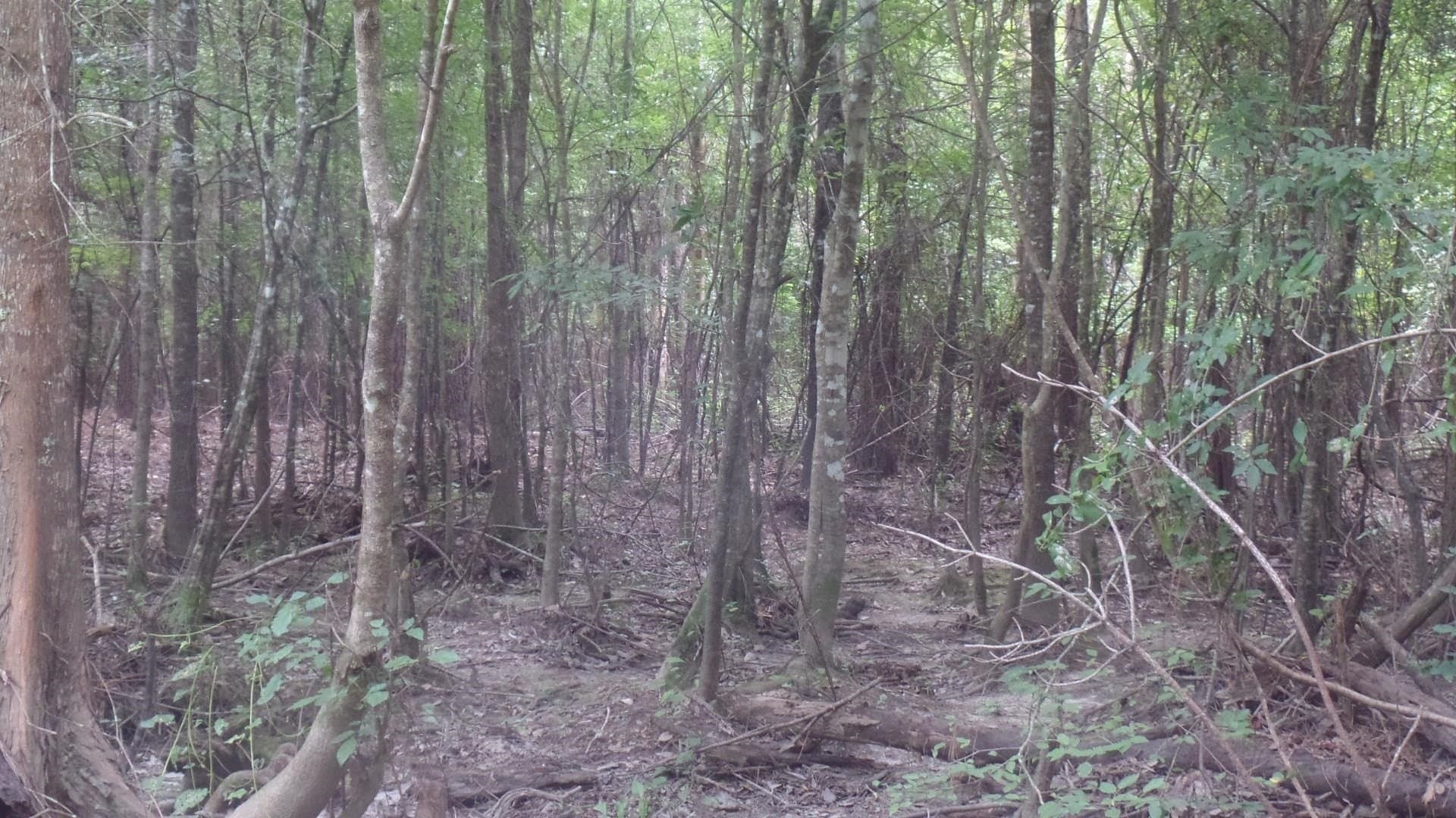 38.65 acres in Texas County - photo 18