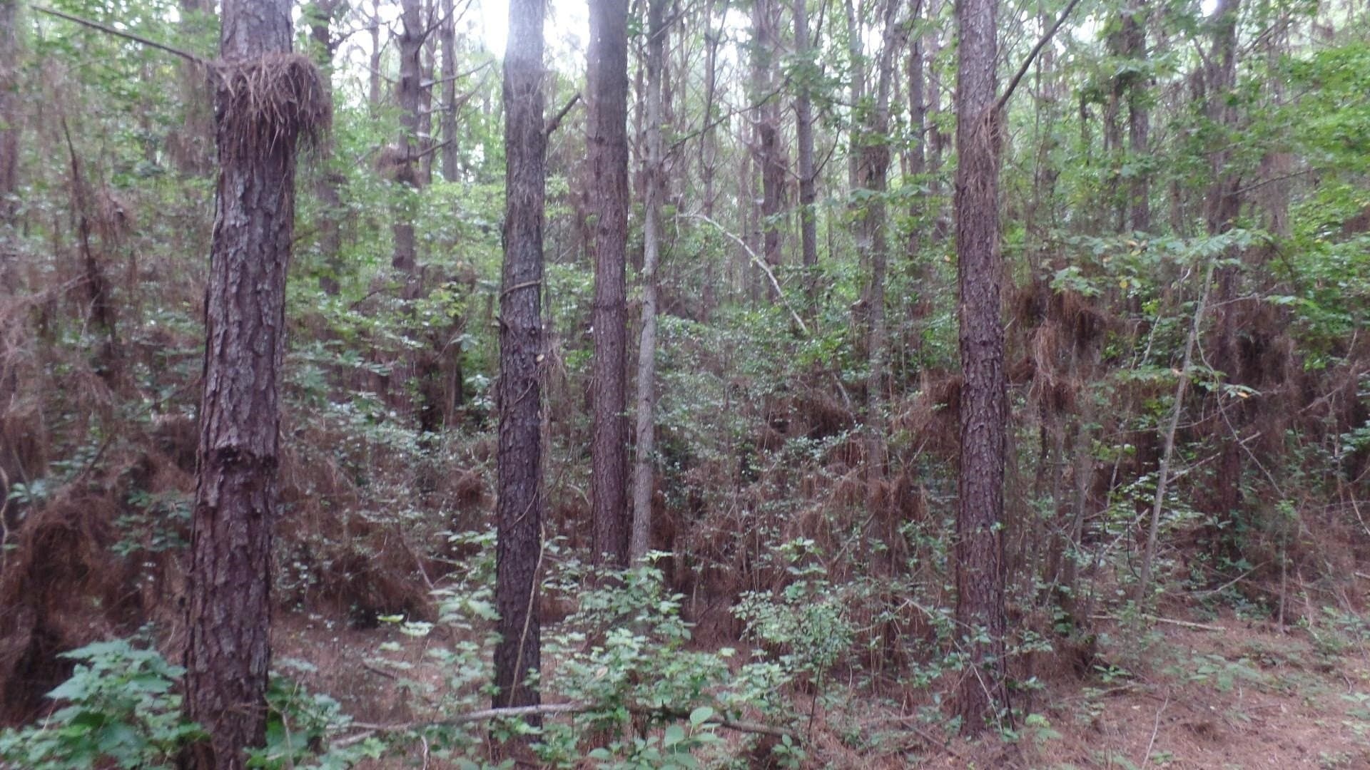38.65 acres in Texas County - photo 22