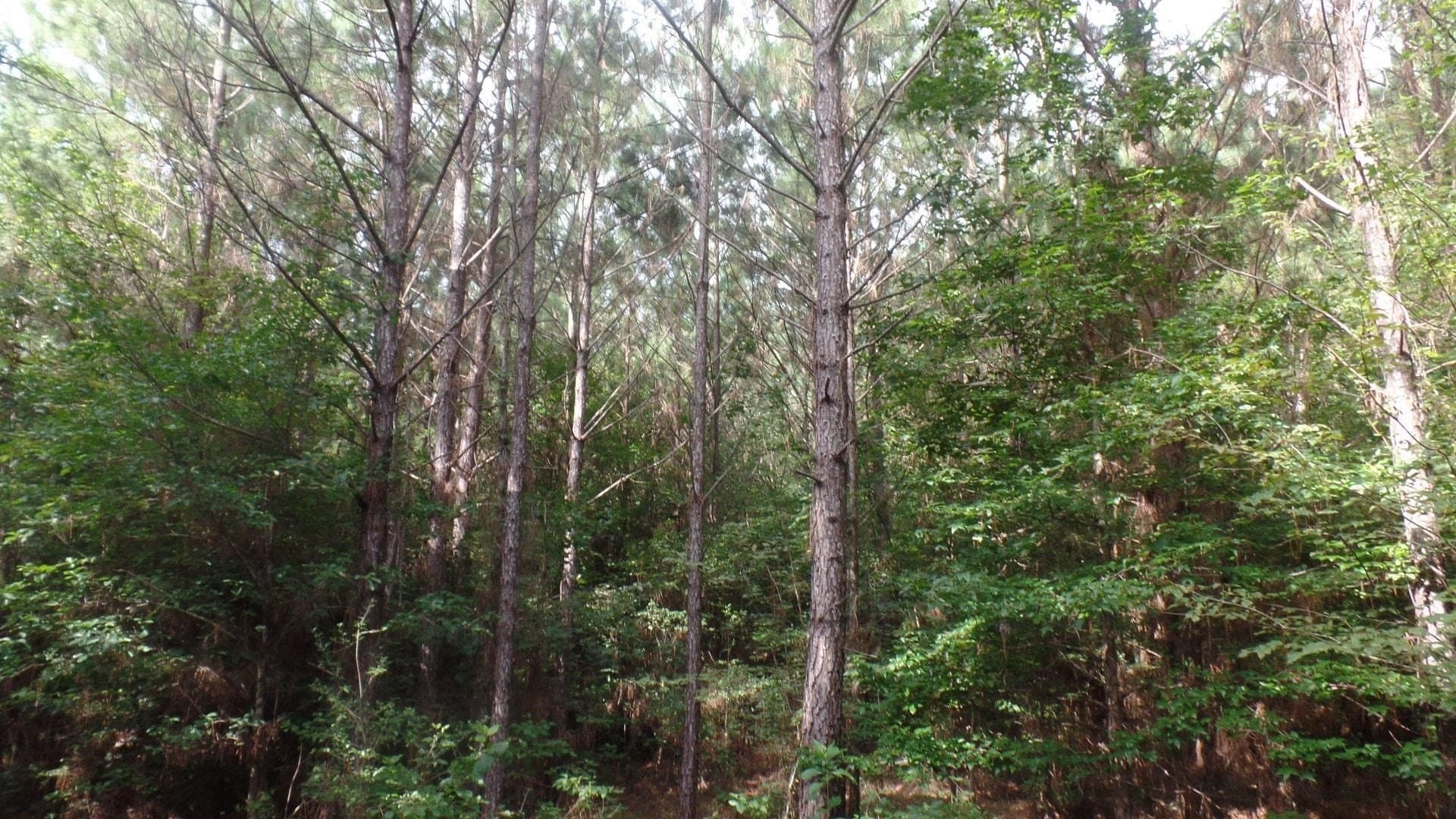 38.65 acres in Texas County - photo 7