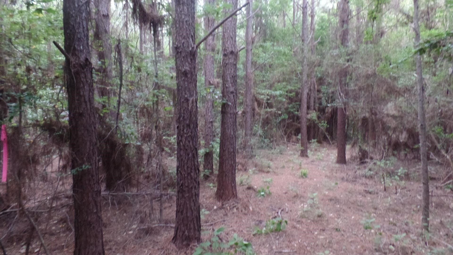 38.65 acres in Texas County - photo 10