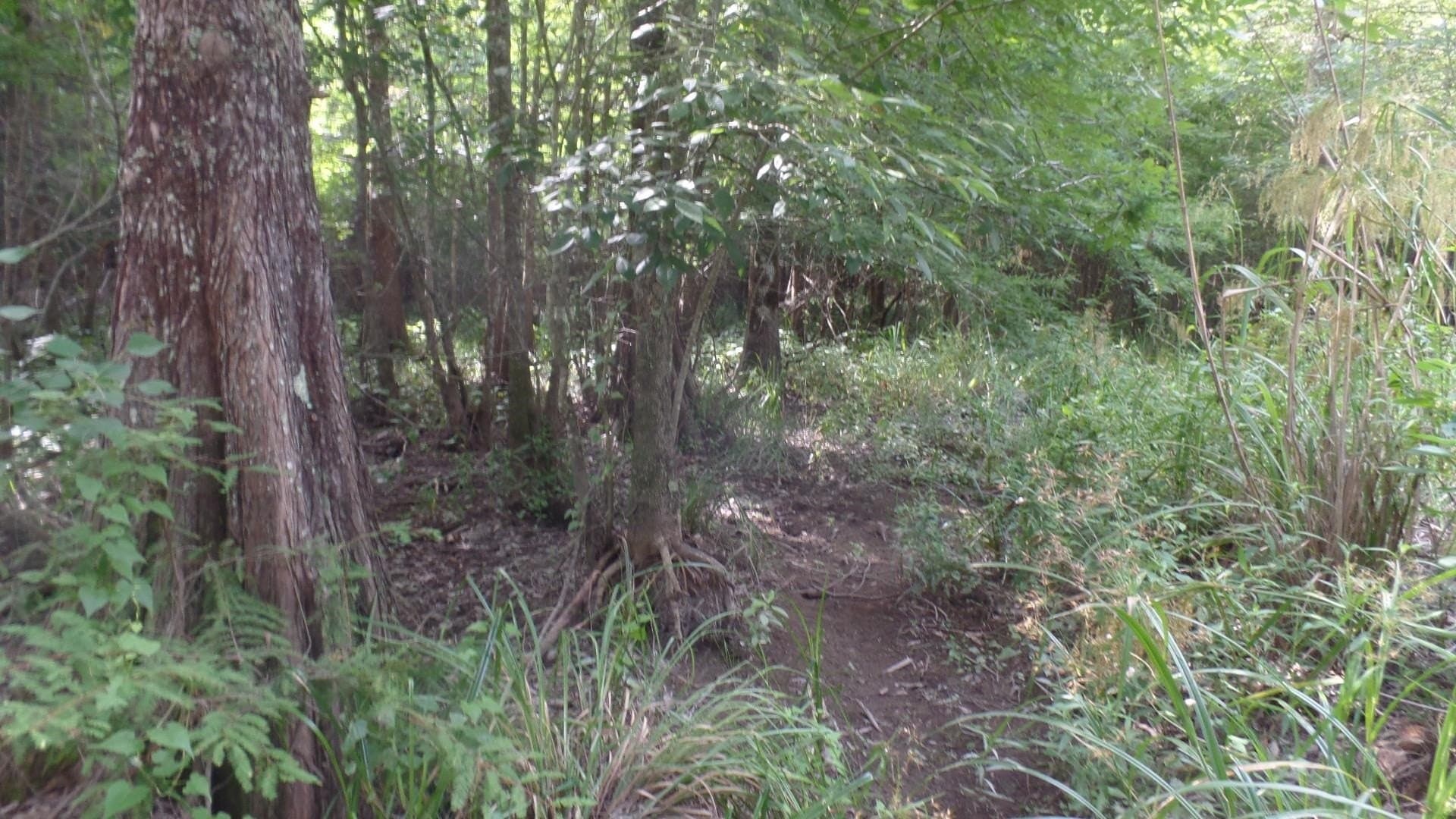 38.65 acres in Texas County - photo 6