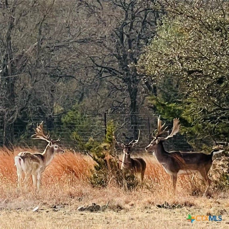 285.9 acres in Coryell County gallery image 3