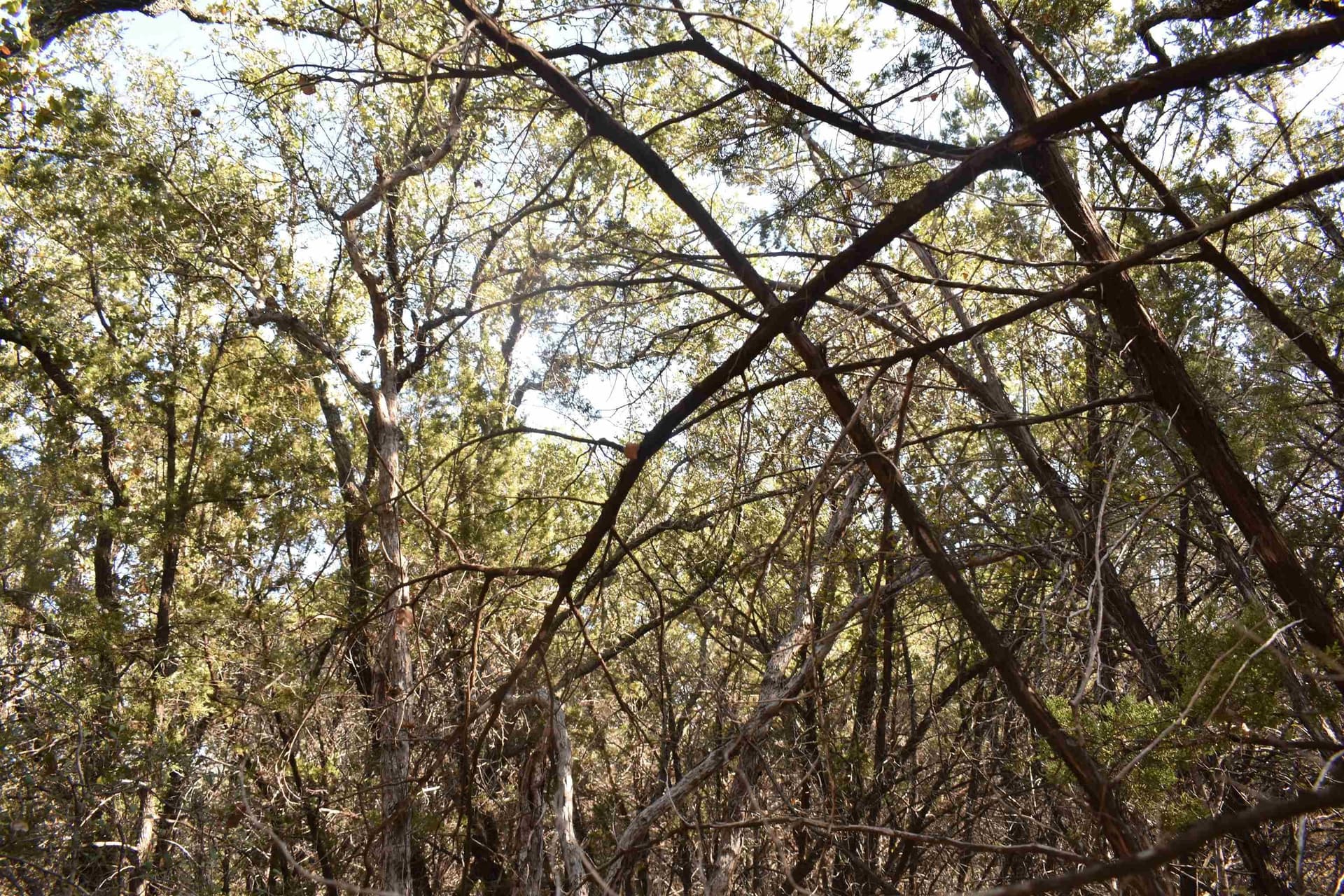 0.28 acres in Burnet County gallery image 4