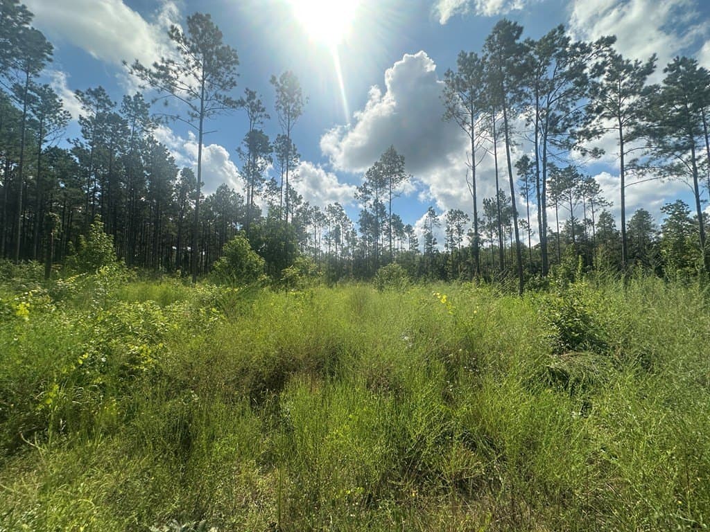 10.01 acres in Texas County - photo 3