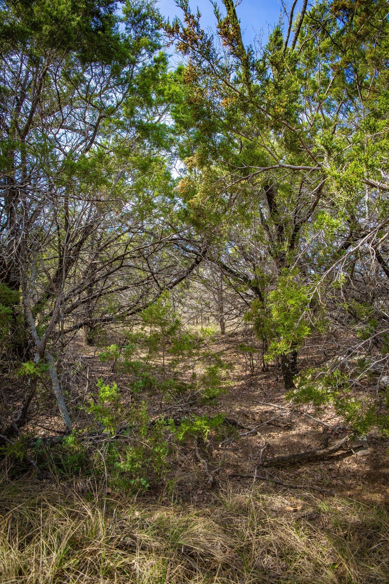 12.78 acres in Young County - photo 25