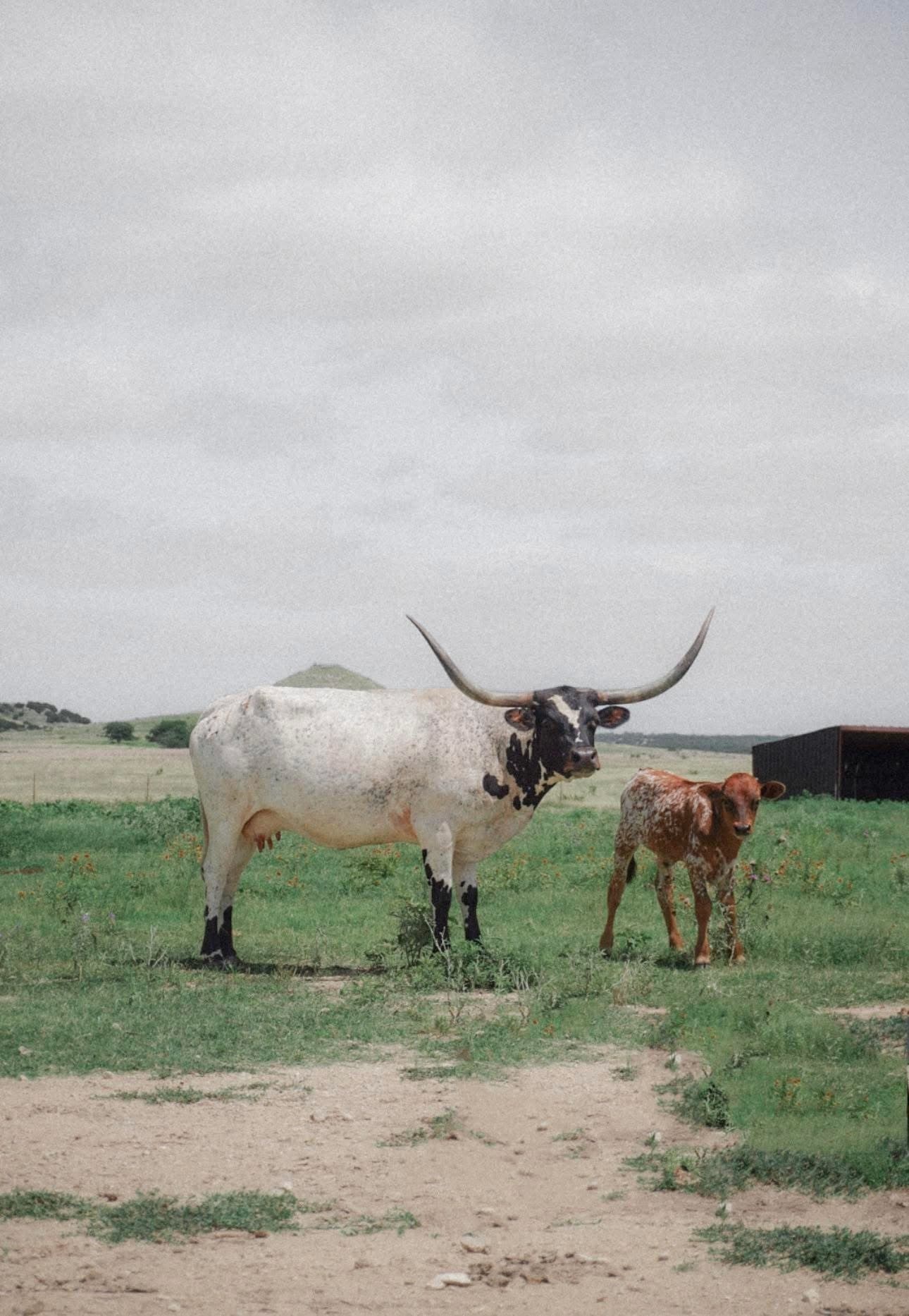 25.81 acres in Somervell County - photo 8