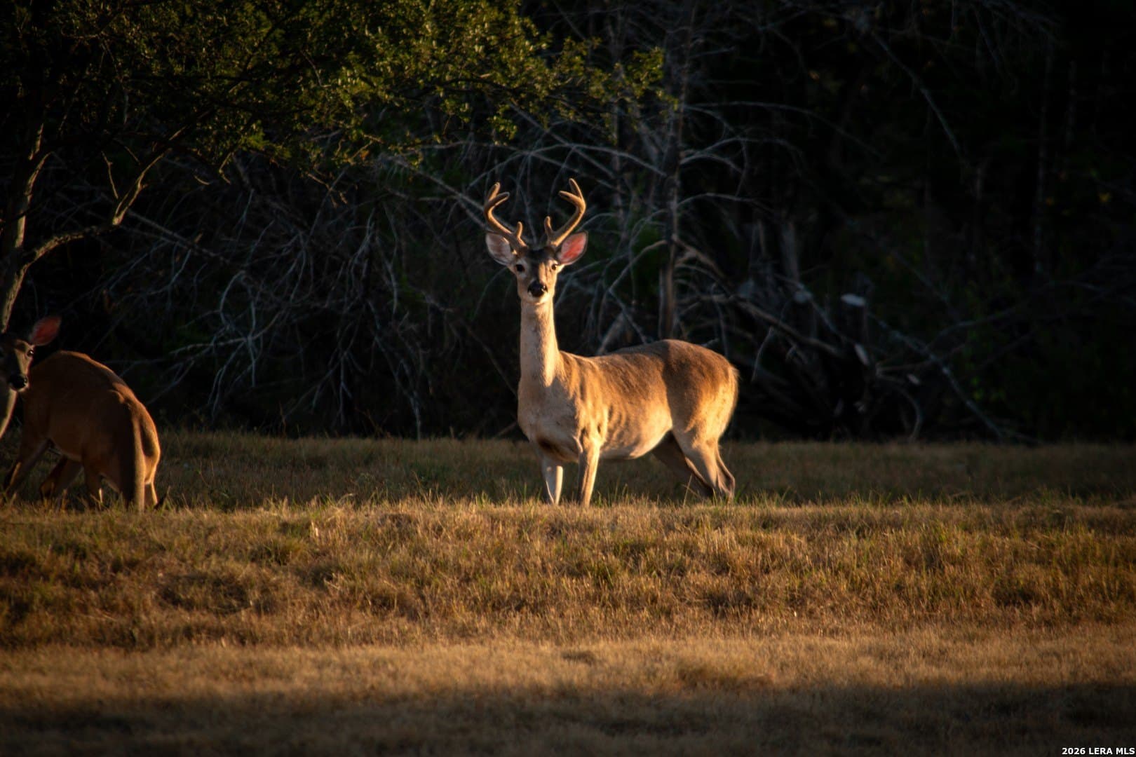 0.84 acres in Comal County - photo 26