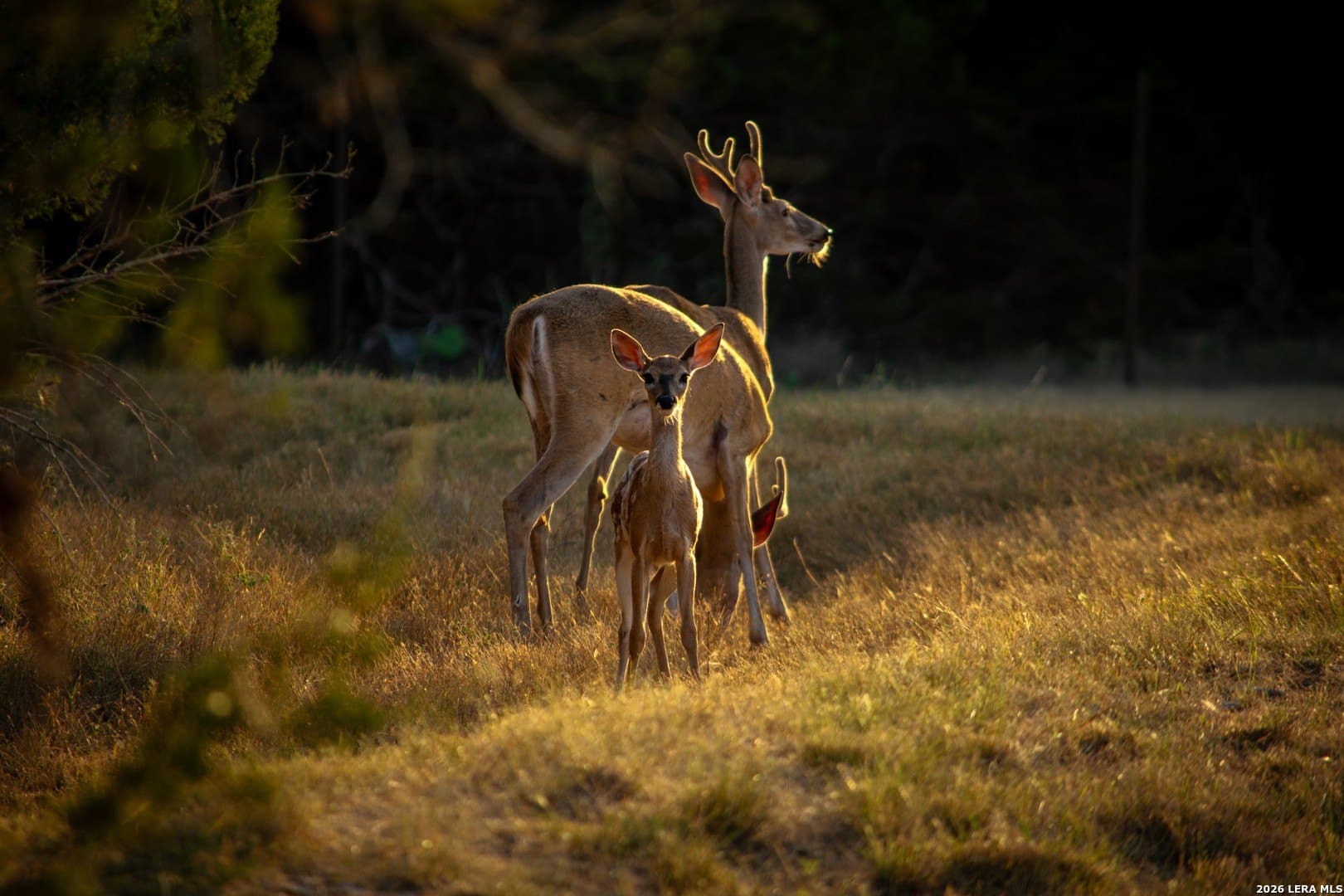 0.84 acres in Comal County - photo 31