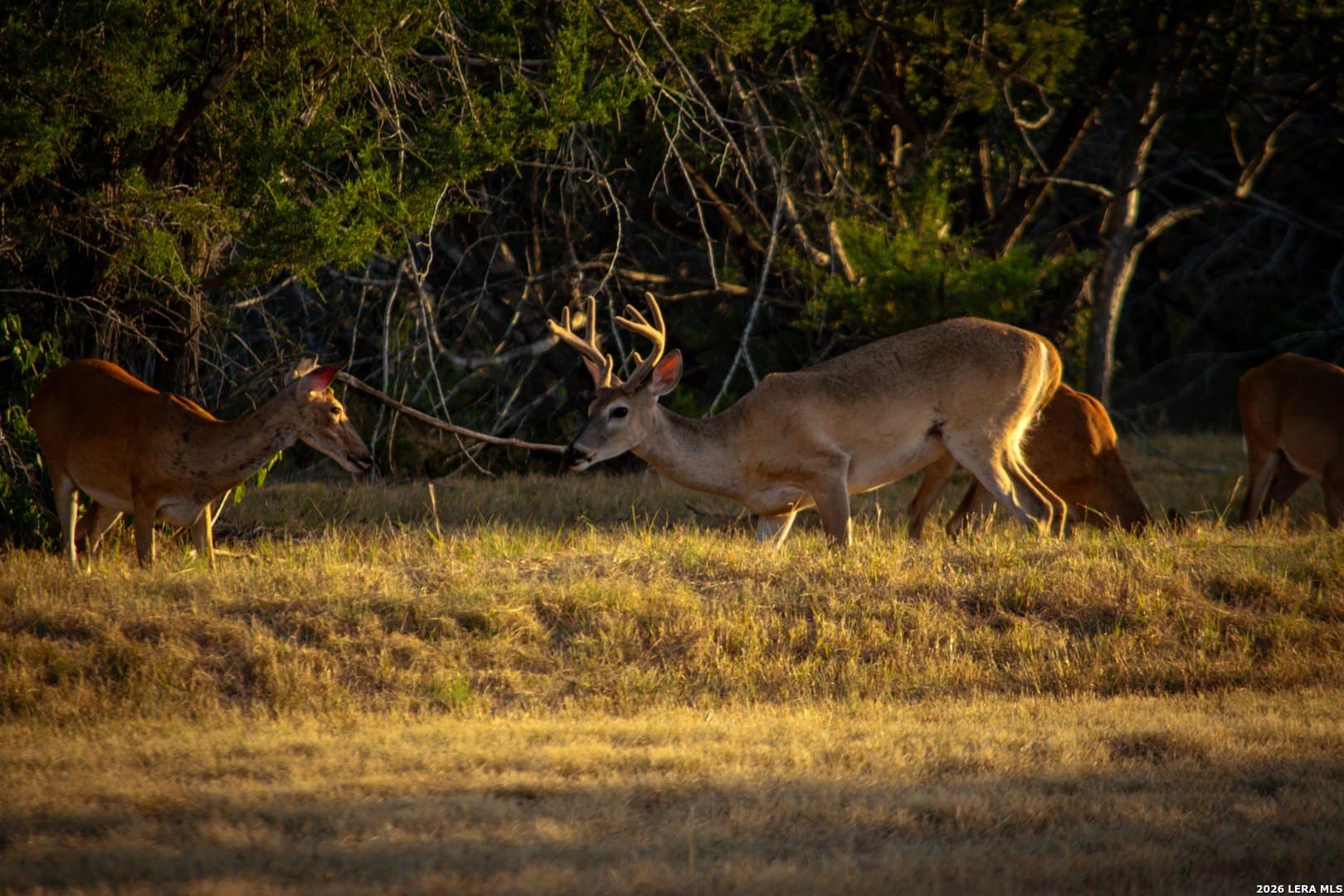 0.84 acres in Comal County - photo 25