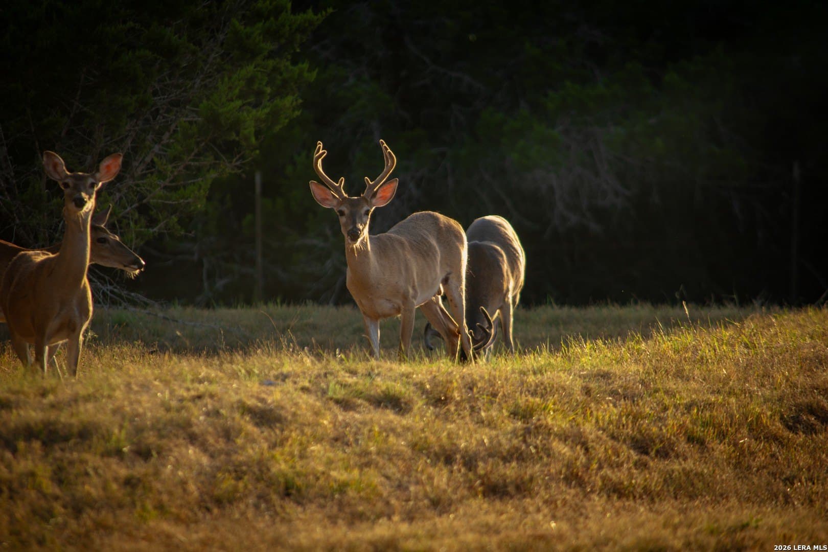 0.84 acres in Comal County - photo 23