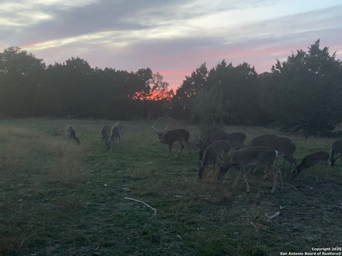 0.84 acres in Comal County gallery image 3