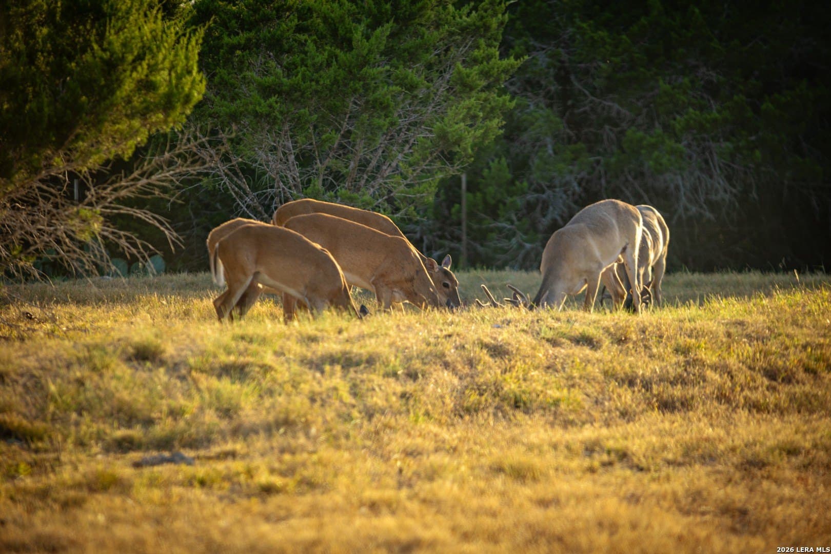 0.84 acres in Comal County - photo 24