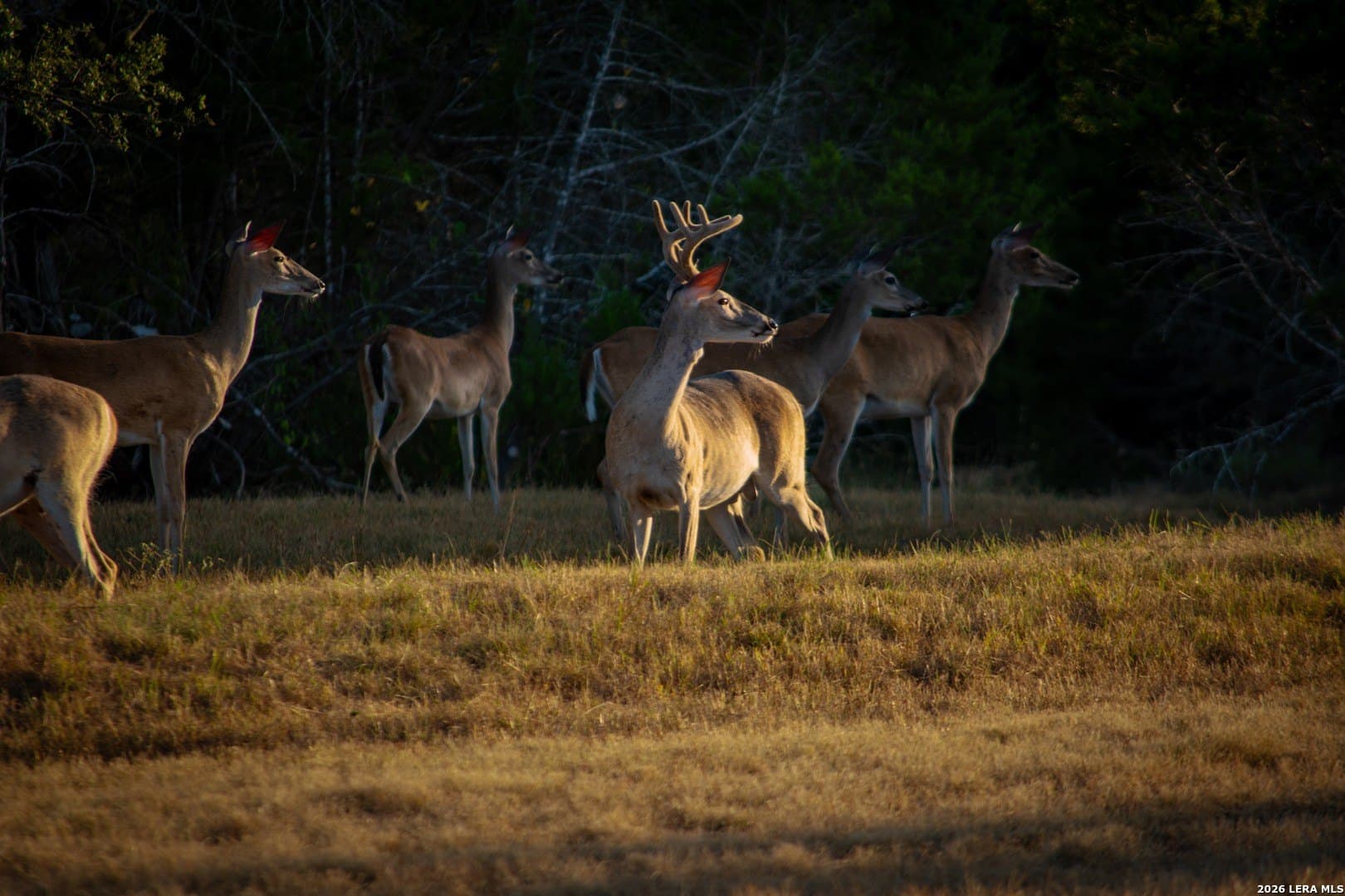 0.84 acres in Comal County - photo 22