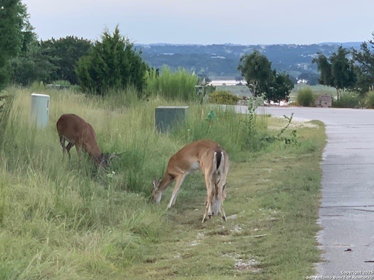 0.84 acres in Comal County gallery image 4