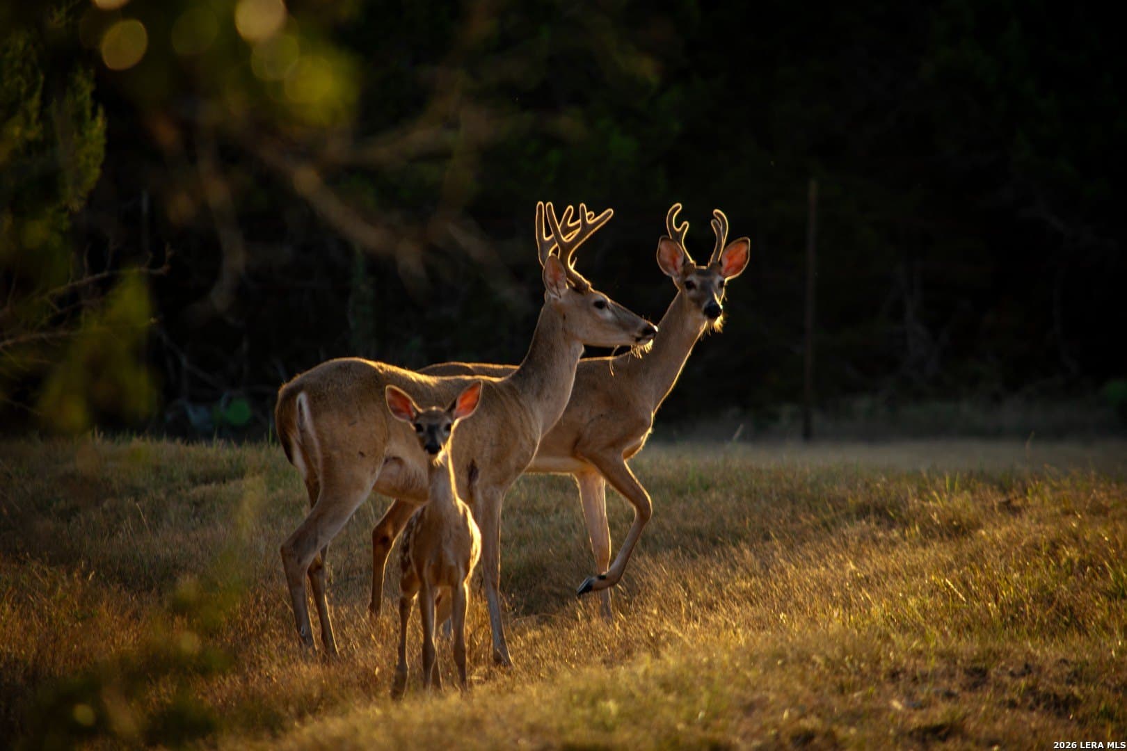 0.84 acres in Comal County - photo 32