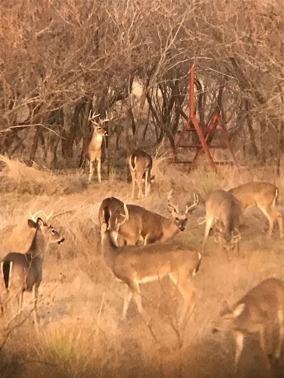 2,240 acres in Runnels County gallery image 3
