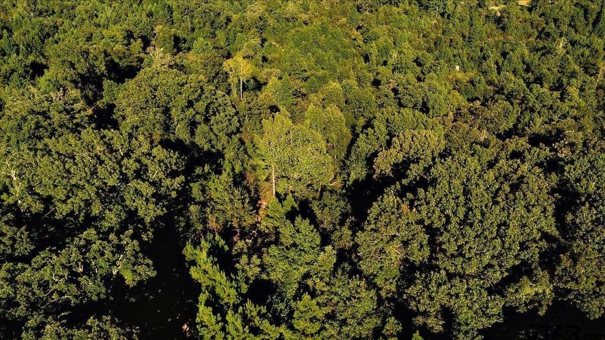 295.63 acres in Smith County - photo 10