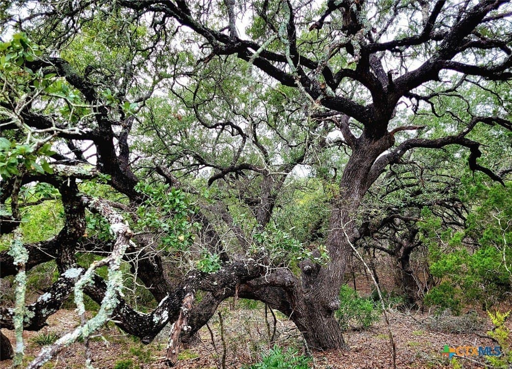 0.92 acres in Comal County gallery image 2