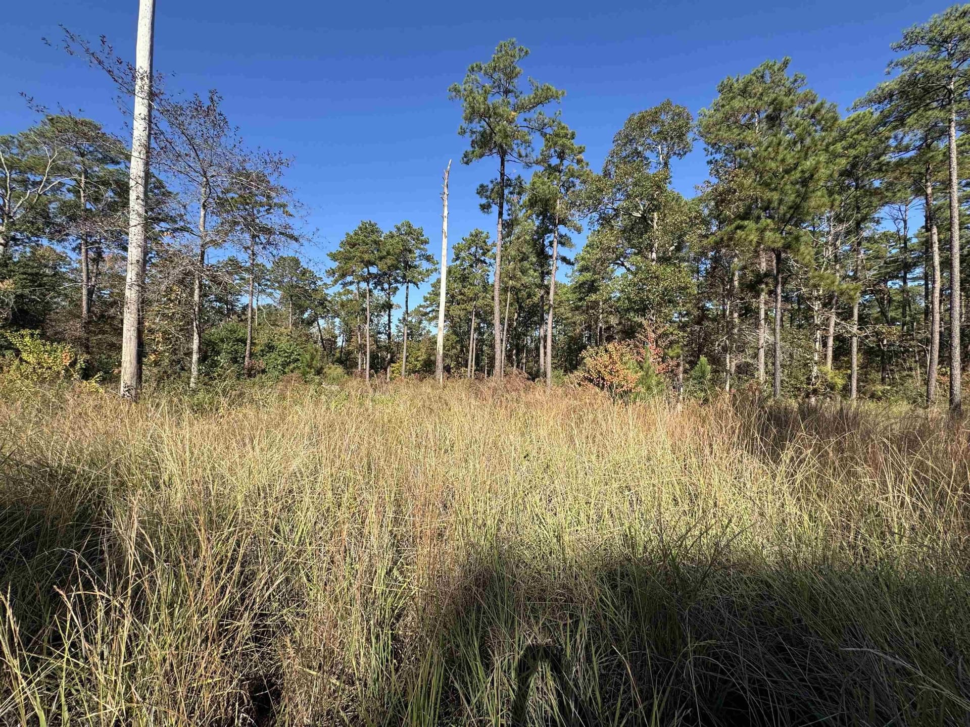 1.12 acres in Texas County gallery image 3