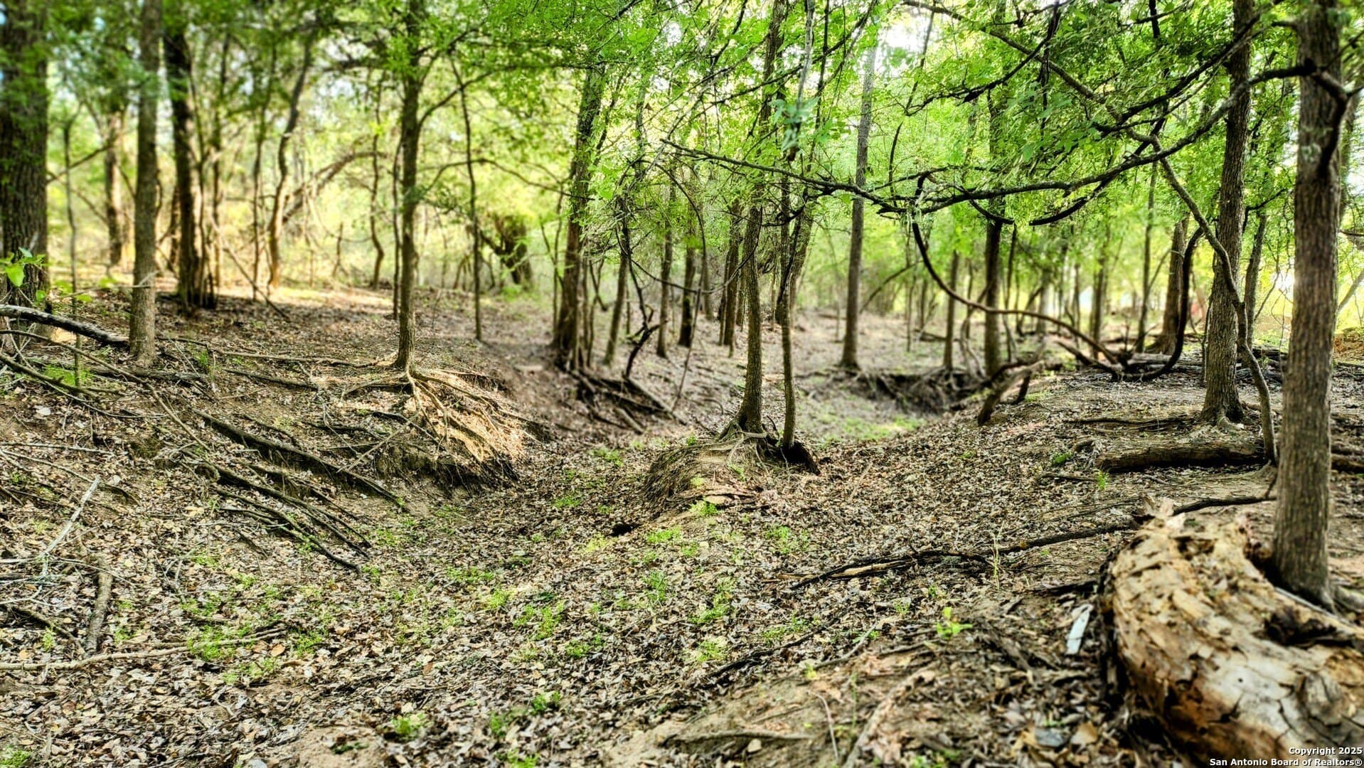 55 acres in Guadalupe County - photo 10