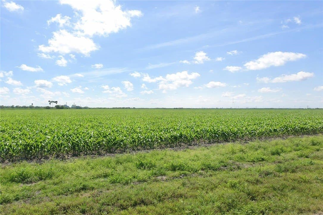 10 acres in Cameron County gallery image 3