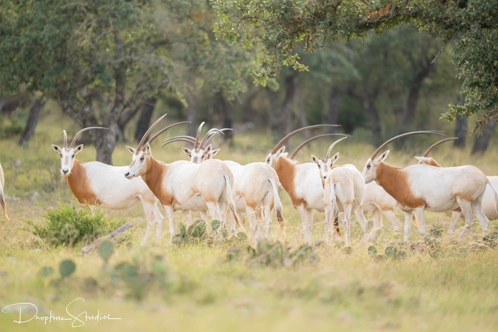 805 acres in Kerr County featured view