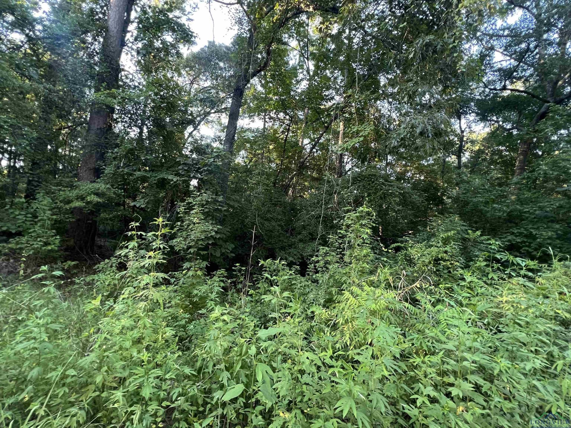 0 acres in Upshur County gallery image 2