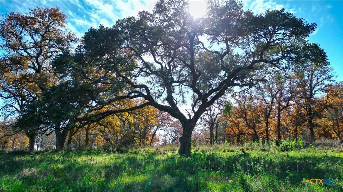 202 acres in Guadalupe County gallery image 3
